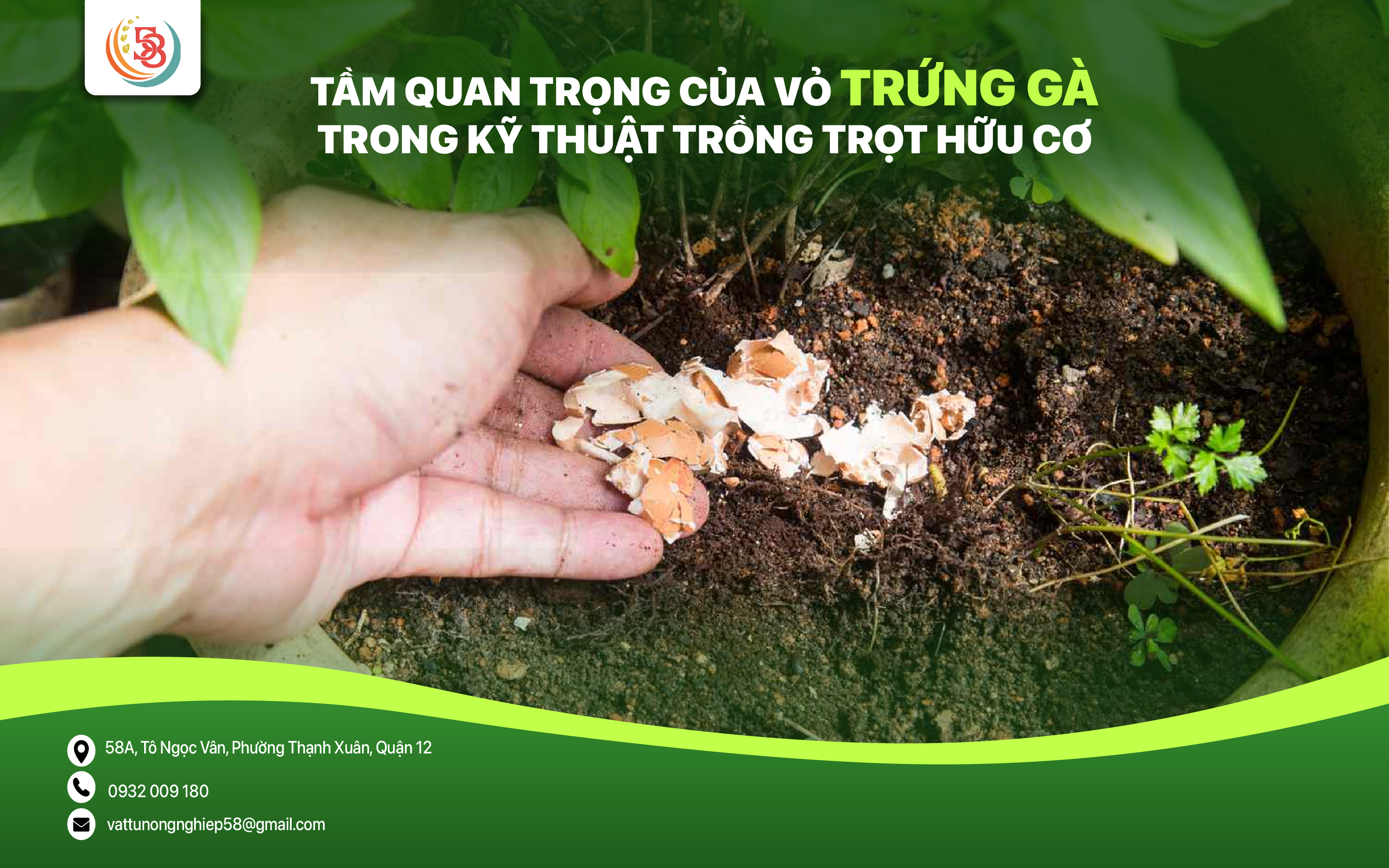 TẦM QUAN TRỌNG CỦA VỎ TRỨNG GÀ TRONG KỸ THUẬT TRỒNG TRỌT HỮU CƠ